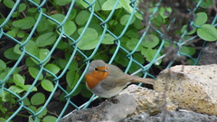 Erithacus rubecula superbus