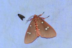 Tinolius eburneigutta