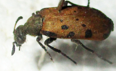 Hycleus transvaalicus