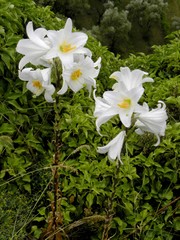 Lilium candidum