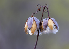 Cochlospermum gillivraei
