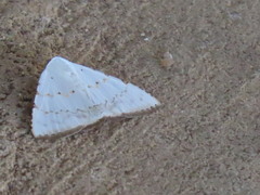 Eulepidotis pulchella