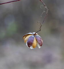 Cochlospermum gillivraei