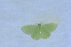 Argyrocosma inductaria