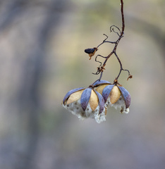 Cochlospermum gillivraei