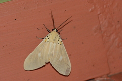 Asota producta