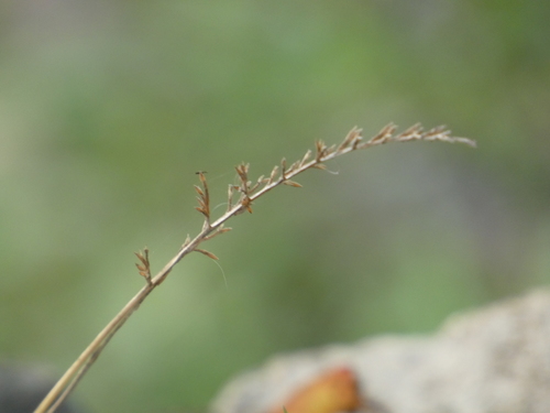 Oplismenus undulatifolius iNat (3)