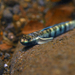 Spotted Algae-eating Goby - Photo (c) Dubas, some rights reserved (CC BY-NC), uploaded by Dubas