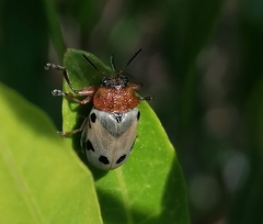 Plecomera thunbergii