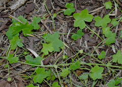 Hydrocotyle acutiloba