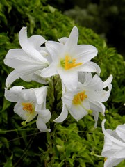 Lilium candidum