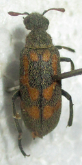 Hycleus burmeisteri