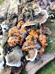 Fungi