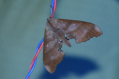 Marumba