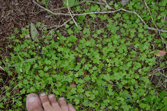 Hydrocotyle acutiloba