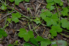 Hydrocotyle acutiloba