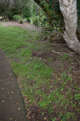 Hydrocotyle acutiloba