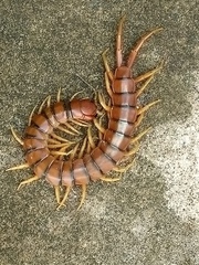 Scolopendra alternans