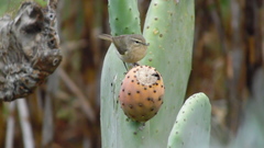 Phylloscopus canariensis canariensis
