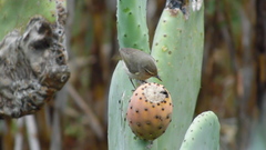 Phylloscopus canariensis canariensis