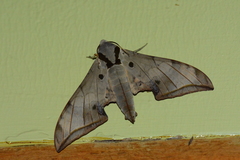 Ambulyx substrigilis