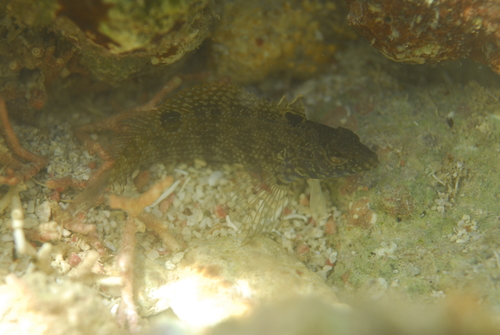 Gills schubslijmvis (Malacoctenus gilli) — Labrisomidae — 2