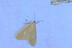 Asota producta