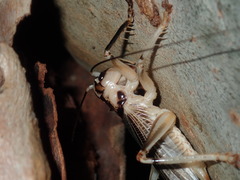 Paragryllacris combusta