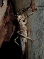 Paragryllacris combusta