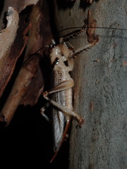 Paragryllacris combusta