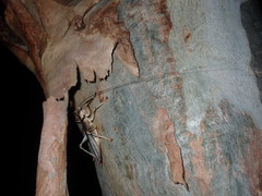 Paragryllacris combusta