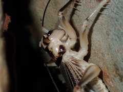 Paragryllacris combusta