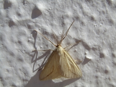 Aspitates collinaria