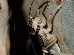 Paragryllacris combusta