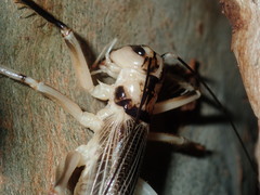 Paragryllacris combusta