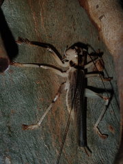 Paragryllacris combusta