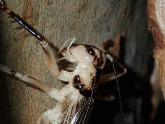 Paragryllacris combusta