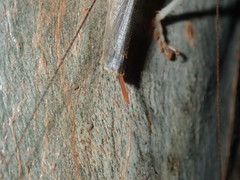 Paragryllacris combusta