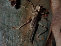Paragryllacris combusta