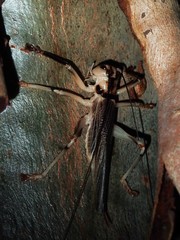 Paragryllacris combusta