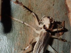 Paragryllacris combusta