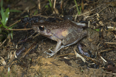 Pulchrana baramica