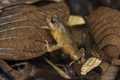Ingerophrynus divergens