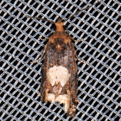 Epinotia trigonella