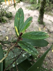 Columnea orientandina, photograph Skjold Søndergaard, CC BY, iNaturalist via GBIF