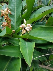 Alpinia hainanensis