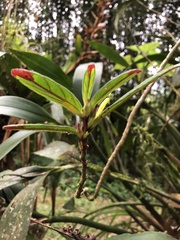 Columnea orientandina, photograph Skjold Søndergaard, CC BY, iNaturalist via GBIF