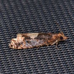 Epinotia trigonella