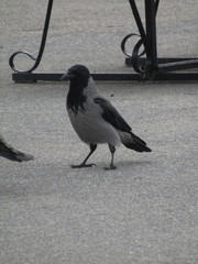 Corvus cornix