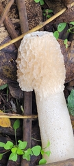 Phallus impudicus